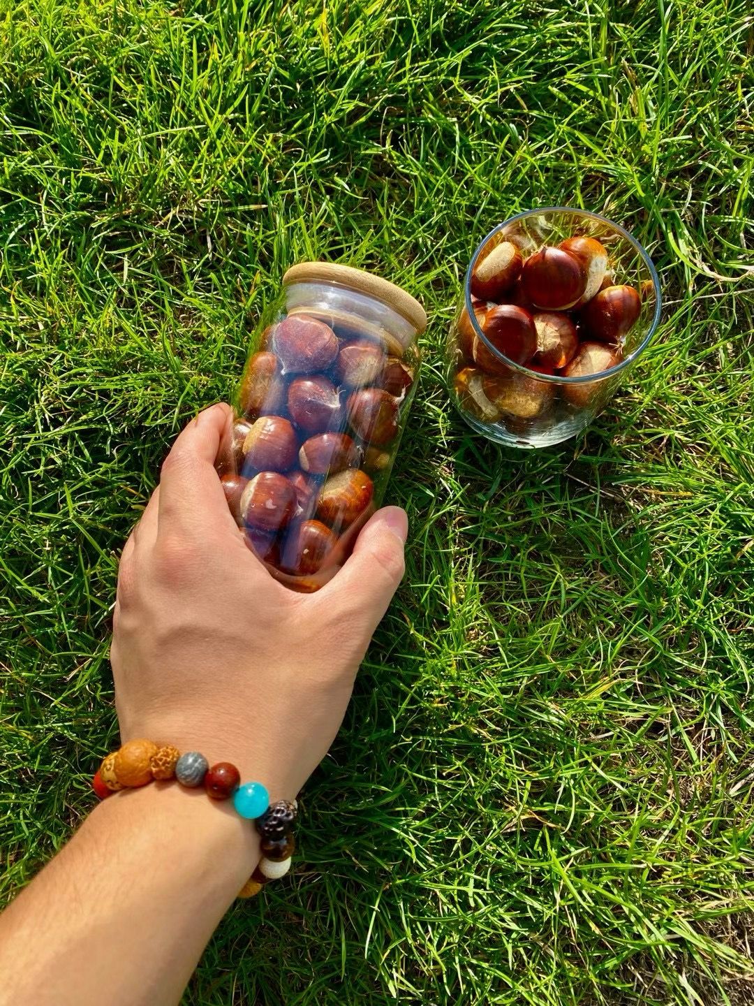 Chestnut hunting